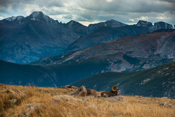 Wild Bighorn sheep Ovis canadensis Rocky Mountain Colorado