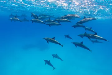 Deurstickers Dolfijn Spinner Dolfijnen