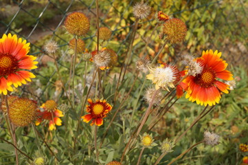 słoneczne kwiaty