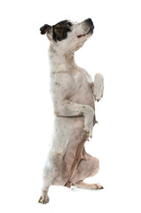 stafforshire bull terrier