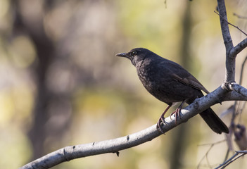 Blackbird (Turdus merula)