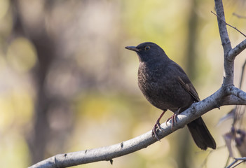 Blackbird (Turdus merula)