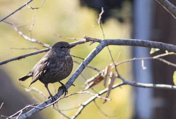 Blackbird (Turdus merula)