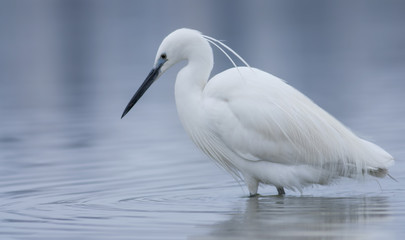 Little Egret