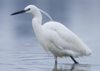 Little Egret