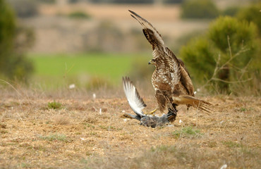 aguila ratonero cazando