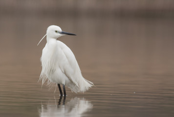 Little Egret