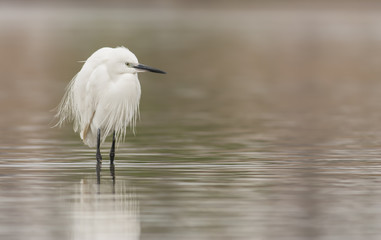 Little Egret