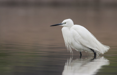 Little Egret