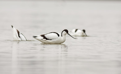 Fototapeta premium Pied avocet