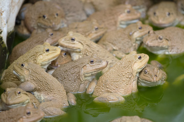frogs in pond , frogs at frog farm