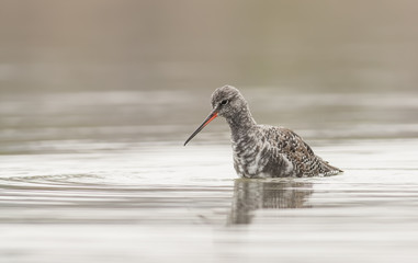 Spotted Redshank