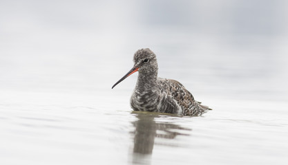 Spotted Redshank