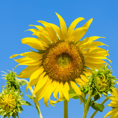 sunflower field over cloudy blue sky