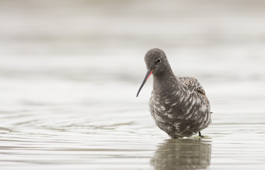 Spotted Redshank