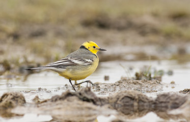 Citrin Wagtail