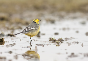 Citrin Wagtail