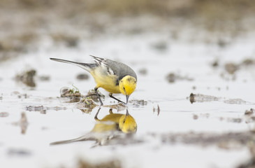 Citrin Wagtail