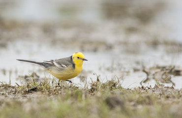 Citrin Wagtail 