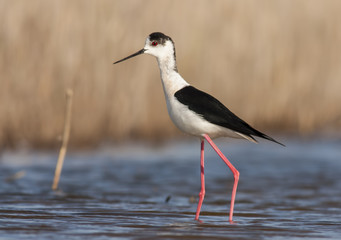 Black-winged Stilt