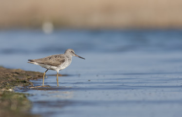 Greenshank wading in water