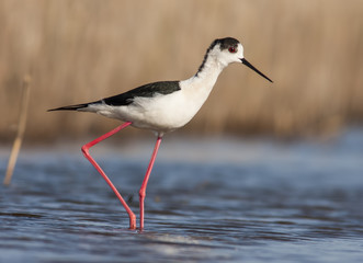 Black-winged Stilt
