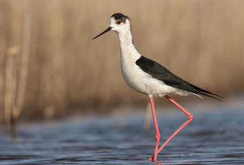 Black-winged Stilt