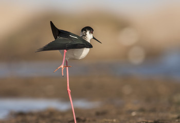 Black-winged Stilt