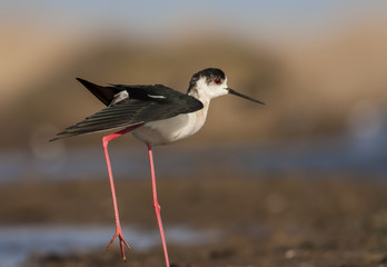 Black-winged Stilt