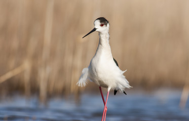 Black-winged Stilt