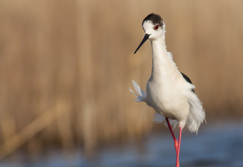 Black-winged Stilt
