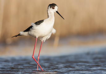 Black-winged Stilt
