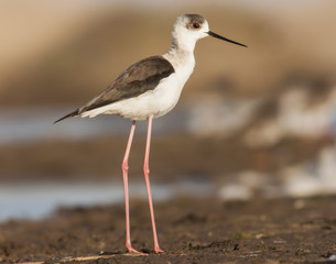 Black-winged Stilt