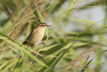 Sedge Warbler