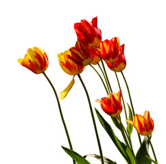 Red, yellow and orange tulips