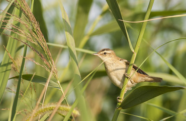 Sedge Warbler