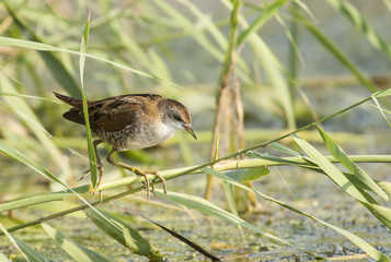 Little Crake (Porzana parva)