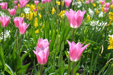 Leuchtend rosa Tulpen blühen im Frühlingsgarten