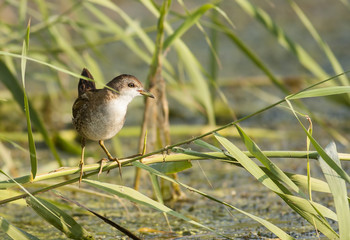 Little Crake (Porzana parva)