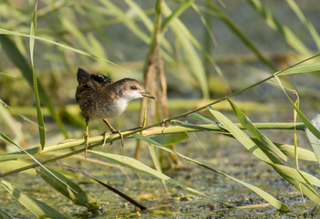Little Crake (Porzana parva)