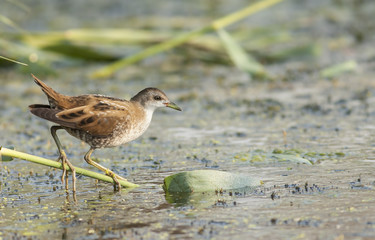 Little Crake (Porzana parva)