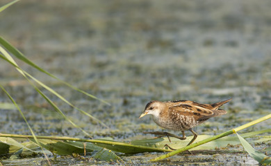Little Crake (Porzana parva)