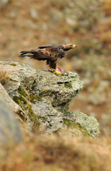 aguila real en sus dominios