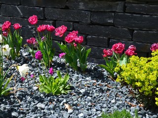 Tulpen blühen im Steingarten vor Steinmauer / Trockenmauer / Trockenbau