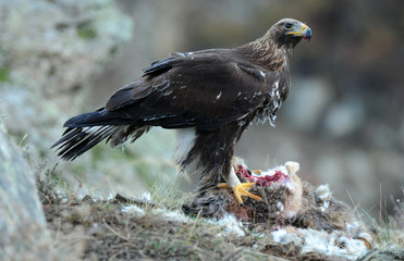 aguila real en la montaña con un zorro
