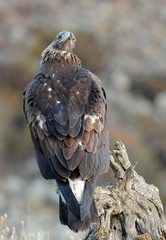 aguila real vigilando