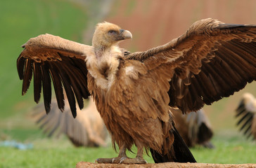 buitre secándo las alas