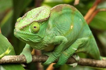 Camaleão em Madagascar