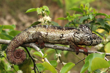Camaleão em Madagascar