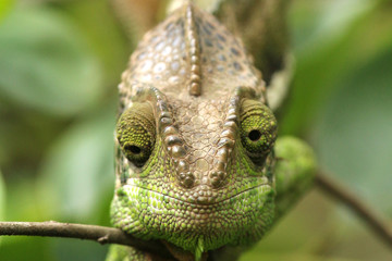 Camaleão em Madagascar